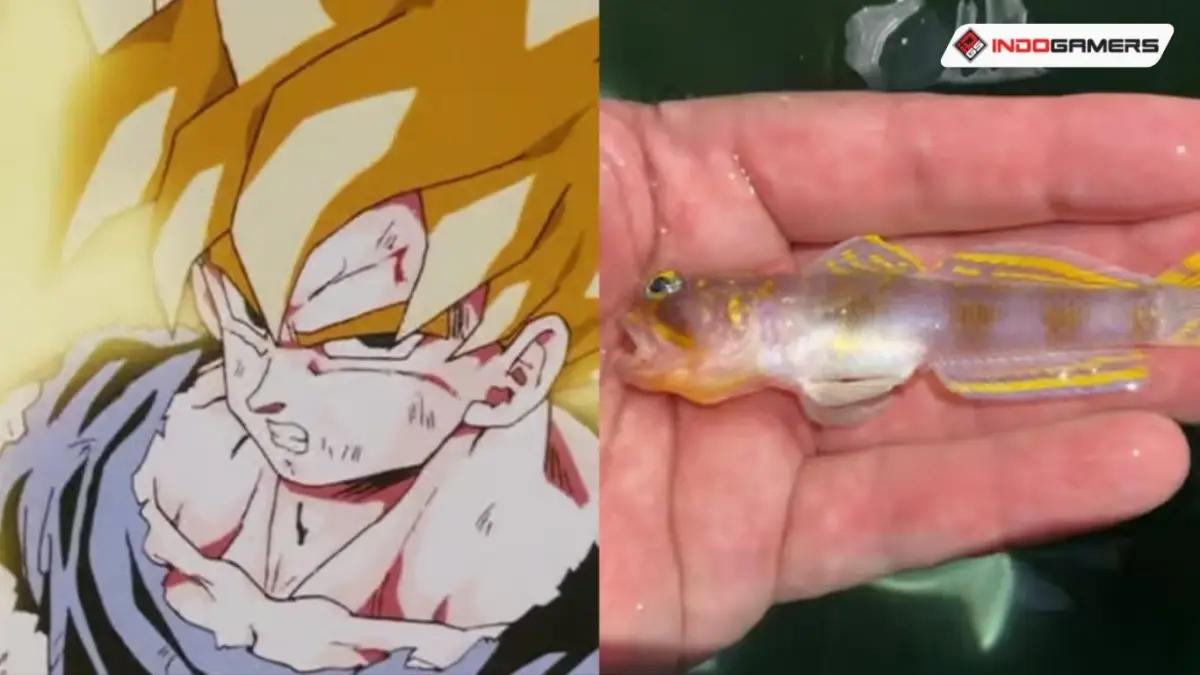 Kamehameha! Spesies Ikan Baru Ini Resmi Dinamai 'Super Saiyan' Karena Sisiknya Emas(FOTO: Crunchyroll)