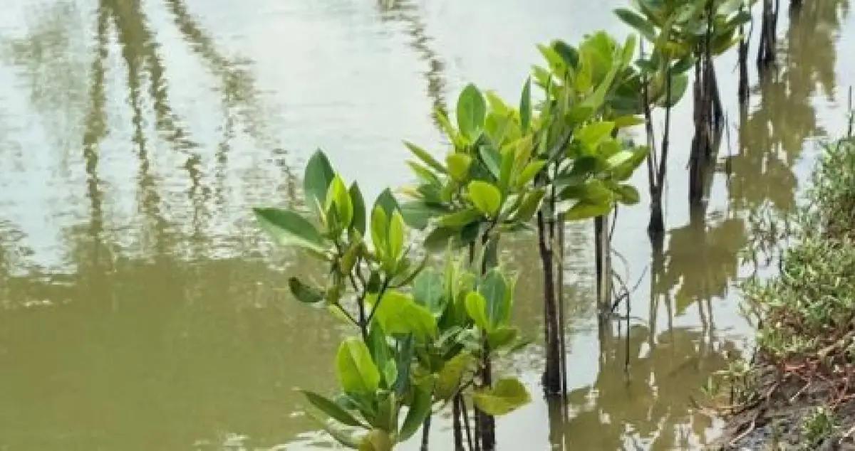 Ilustrasi - regenerasi hutan mangrove